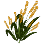  Non Basmati  Rice